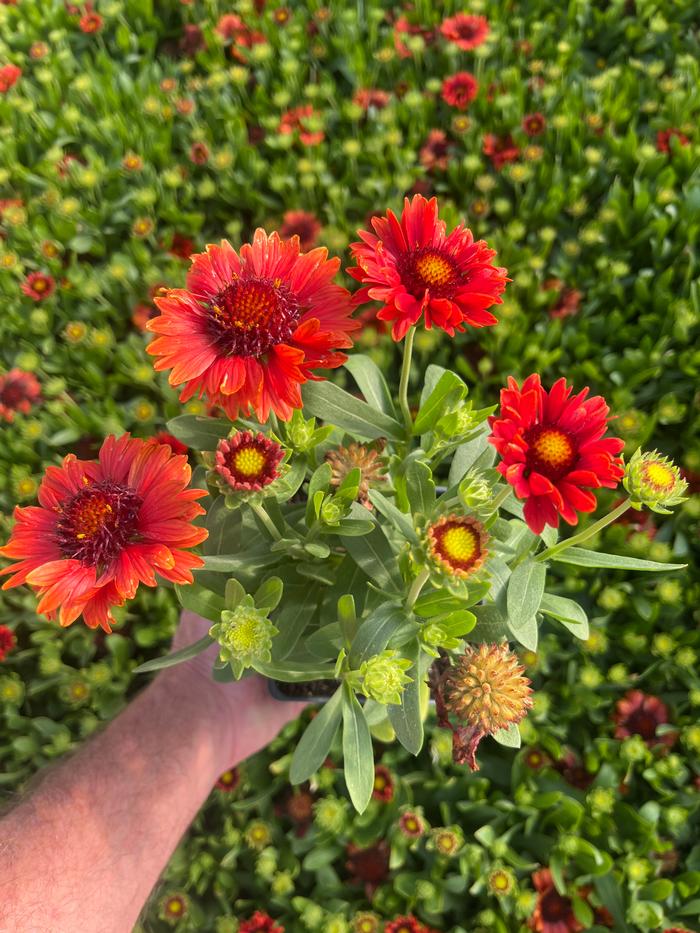 Gaillardia aristata FLOGB0014