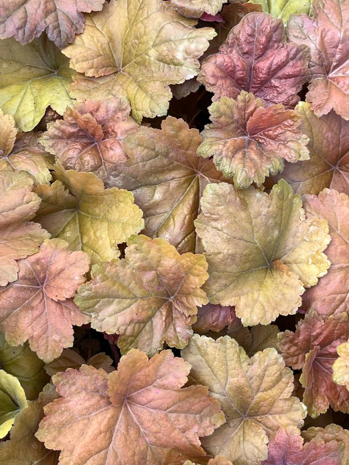 Heuchera Southern Comfort