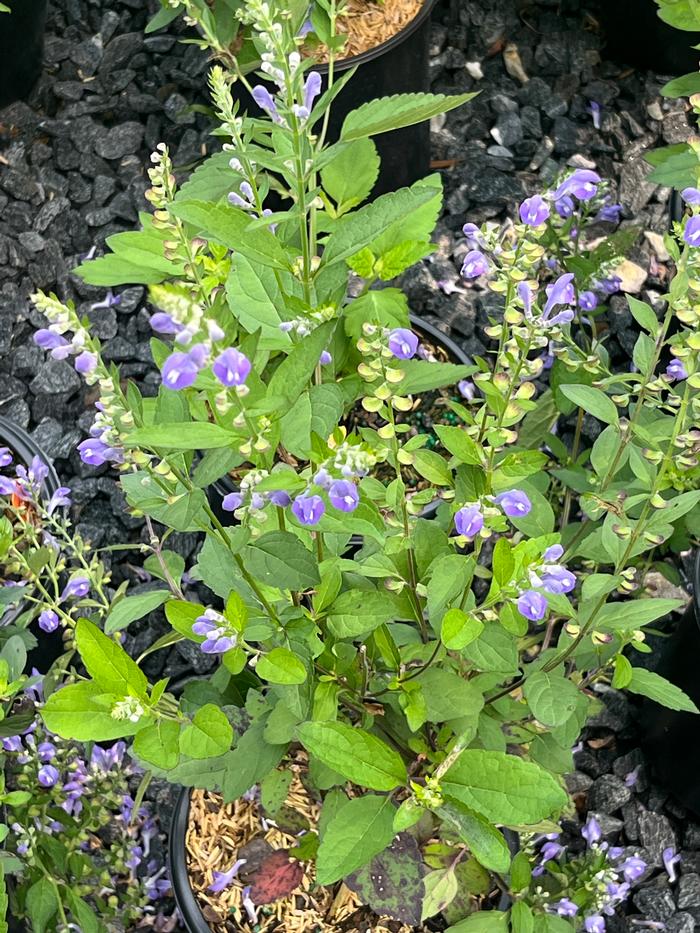 Scutellaria incana 