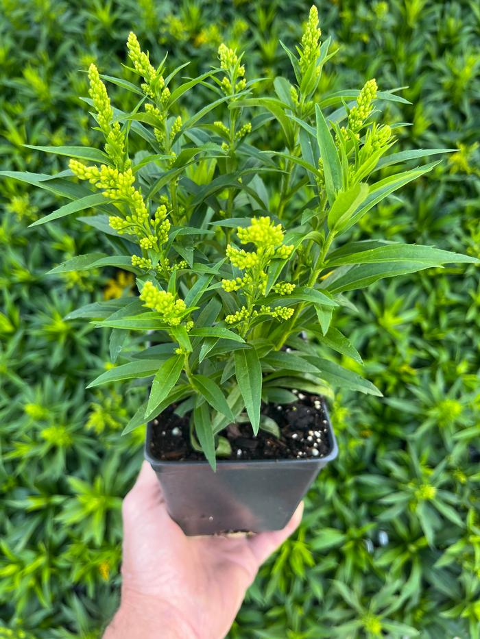 Solidago Spark Plug