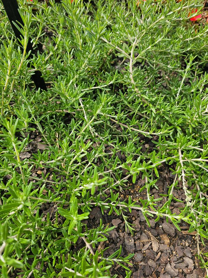 Rosmarinus officinalis 