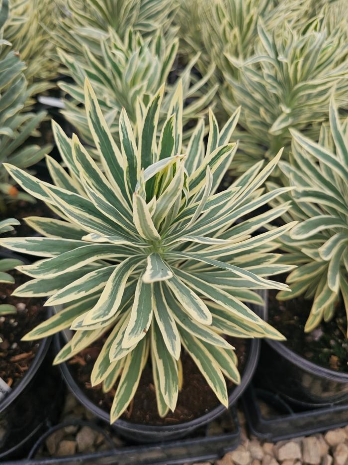 Euphorbia characias Tasmanian Tiger