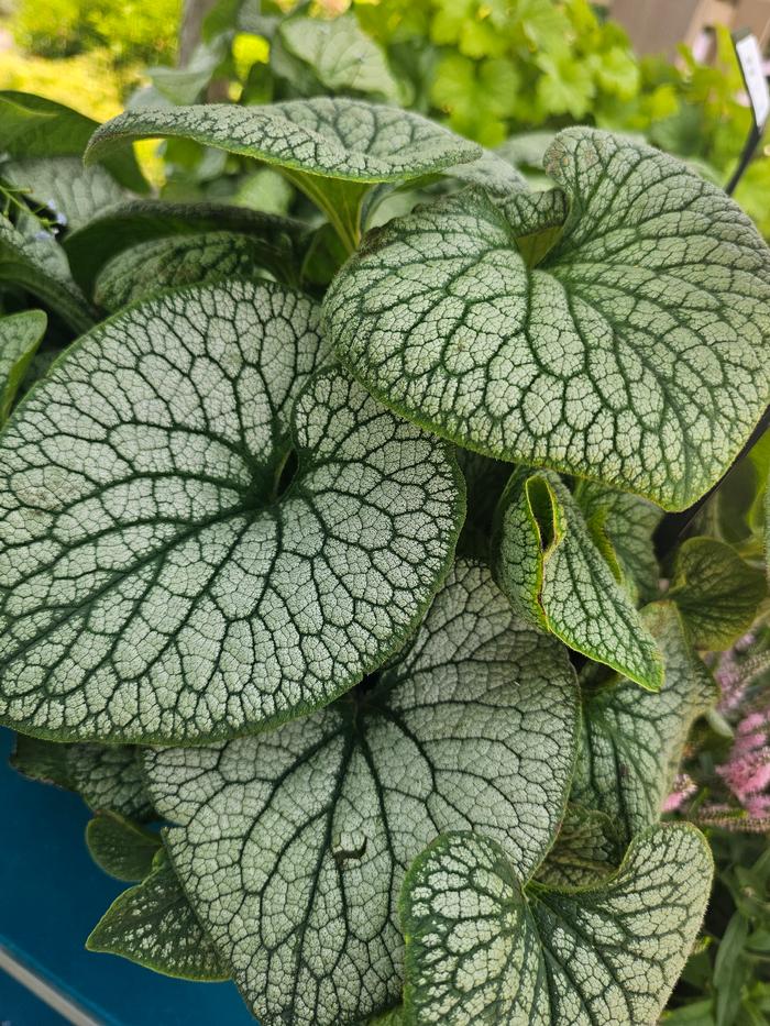 Brunnera macrophylla Balfroskin