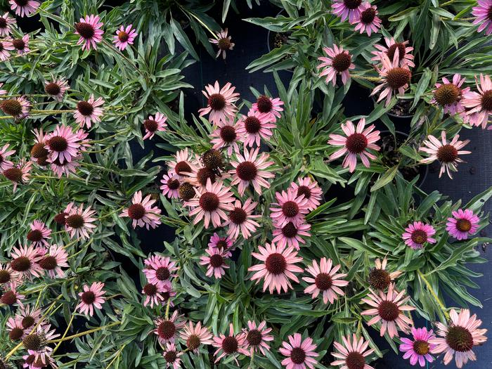 Echinacea CBG Cone2