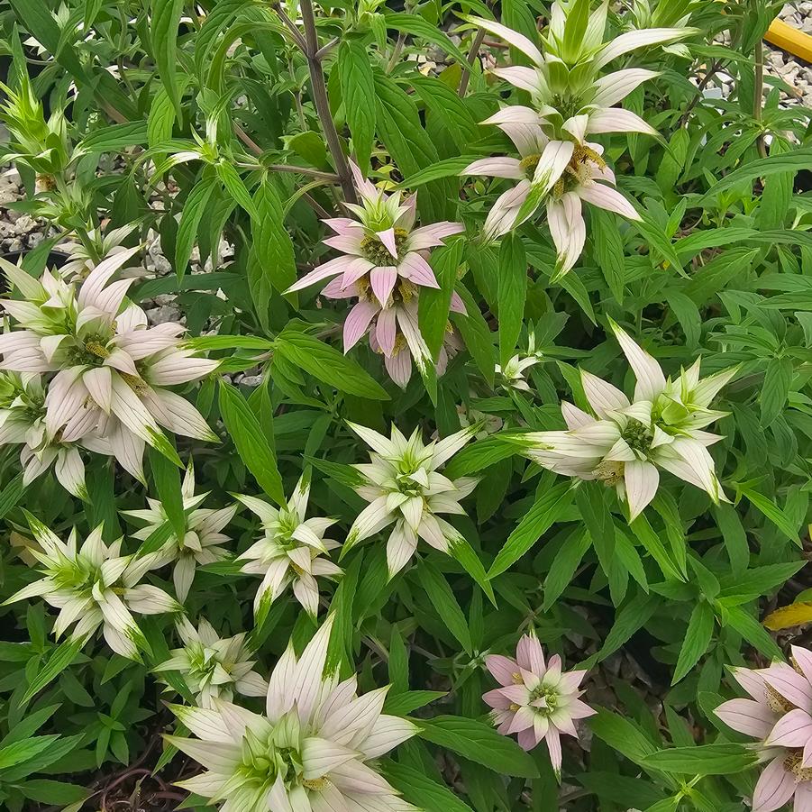 Monarda punctata 