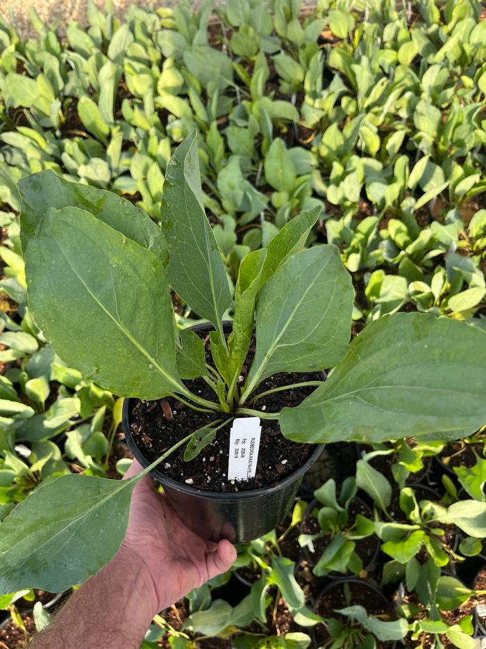 Rudbeckia maxima 