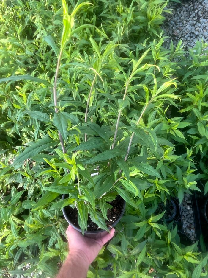 Solidago caesia 