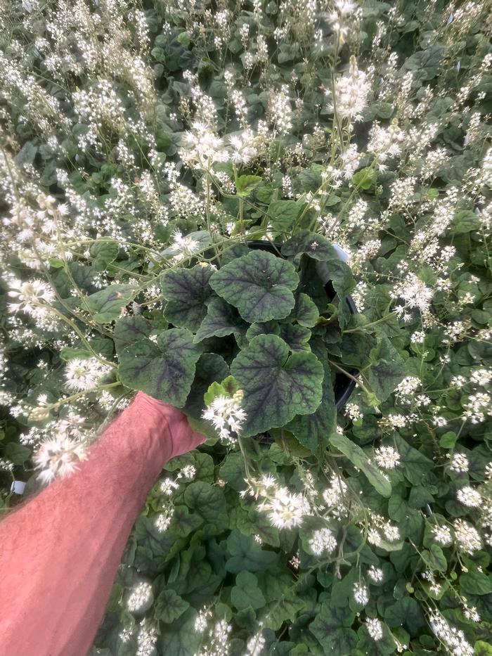 Tiarella cordifolia Running Tapestry