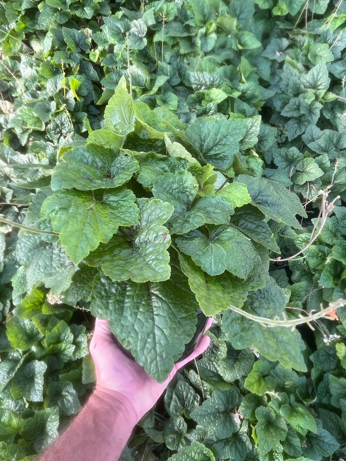 Tiarella cordifolia Brandywine