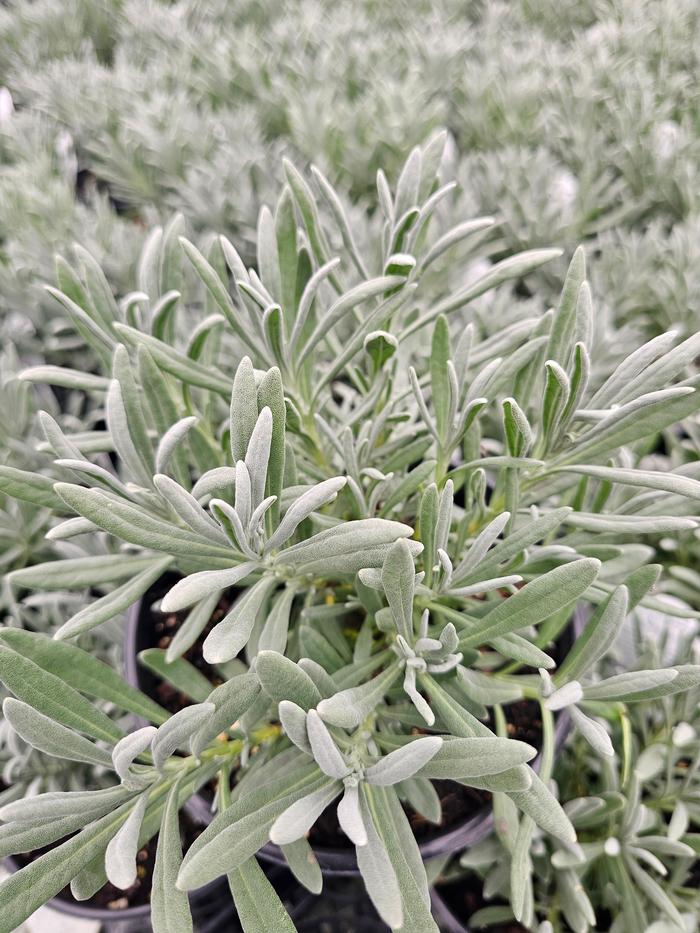 Lavandula x intermedia Hillav