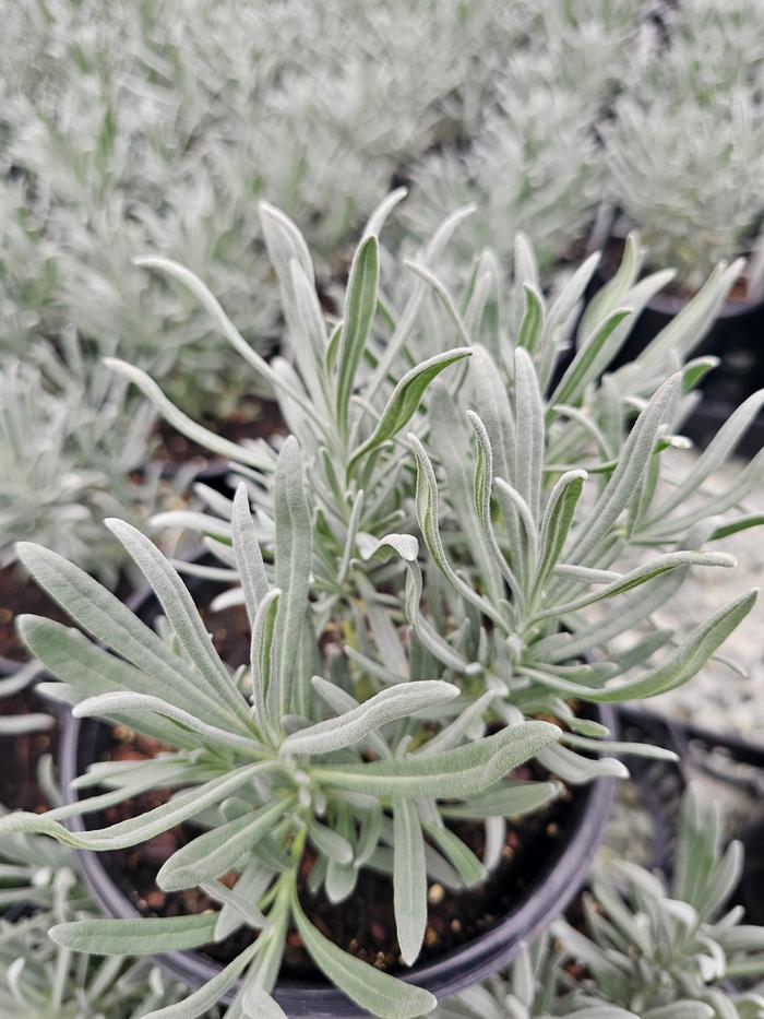 Lavandula x intermedia Tesseract