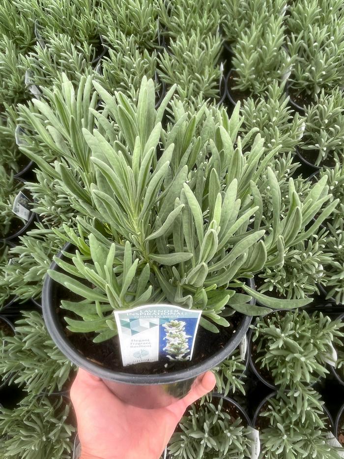 Lavandula x intermedia 