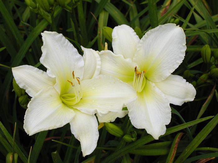 Hemerocallis x Sunday Gloves