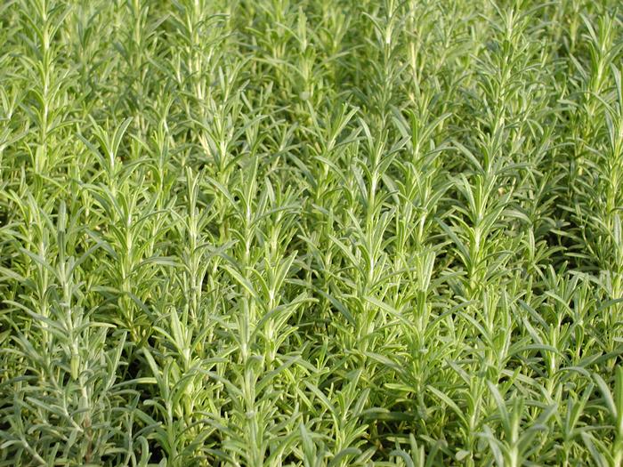 Rosmarinus officinalis Arp