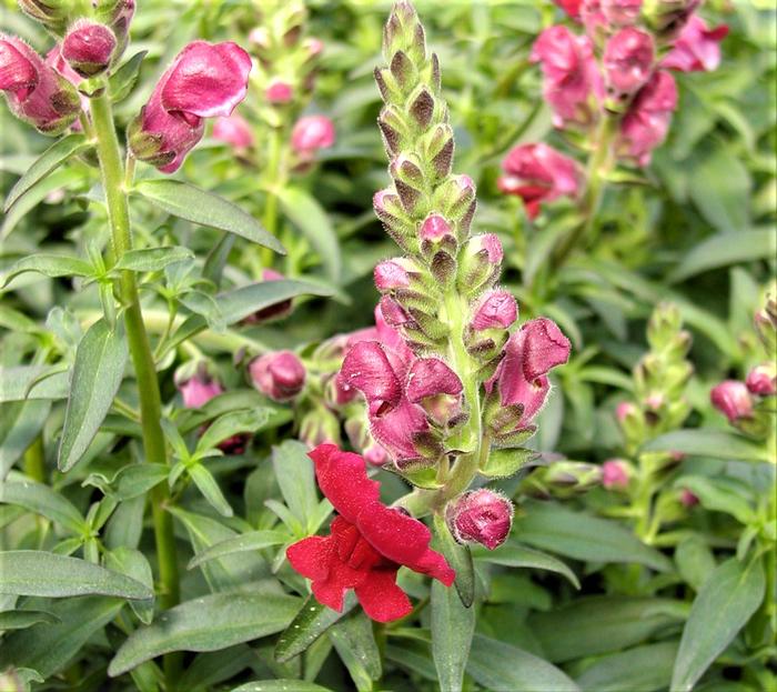 Antirrhinum majus 