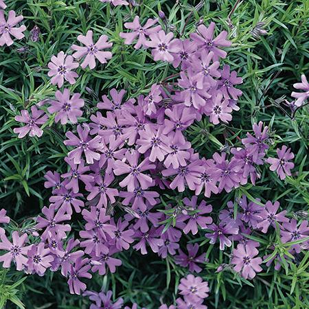 Phlox subulata Purple Beauty