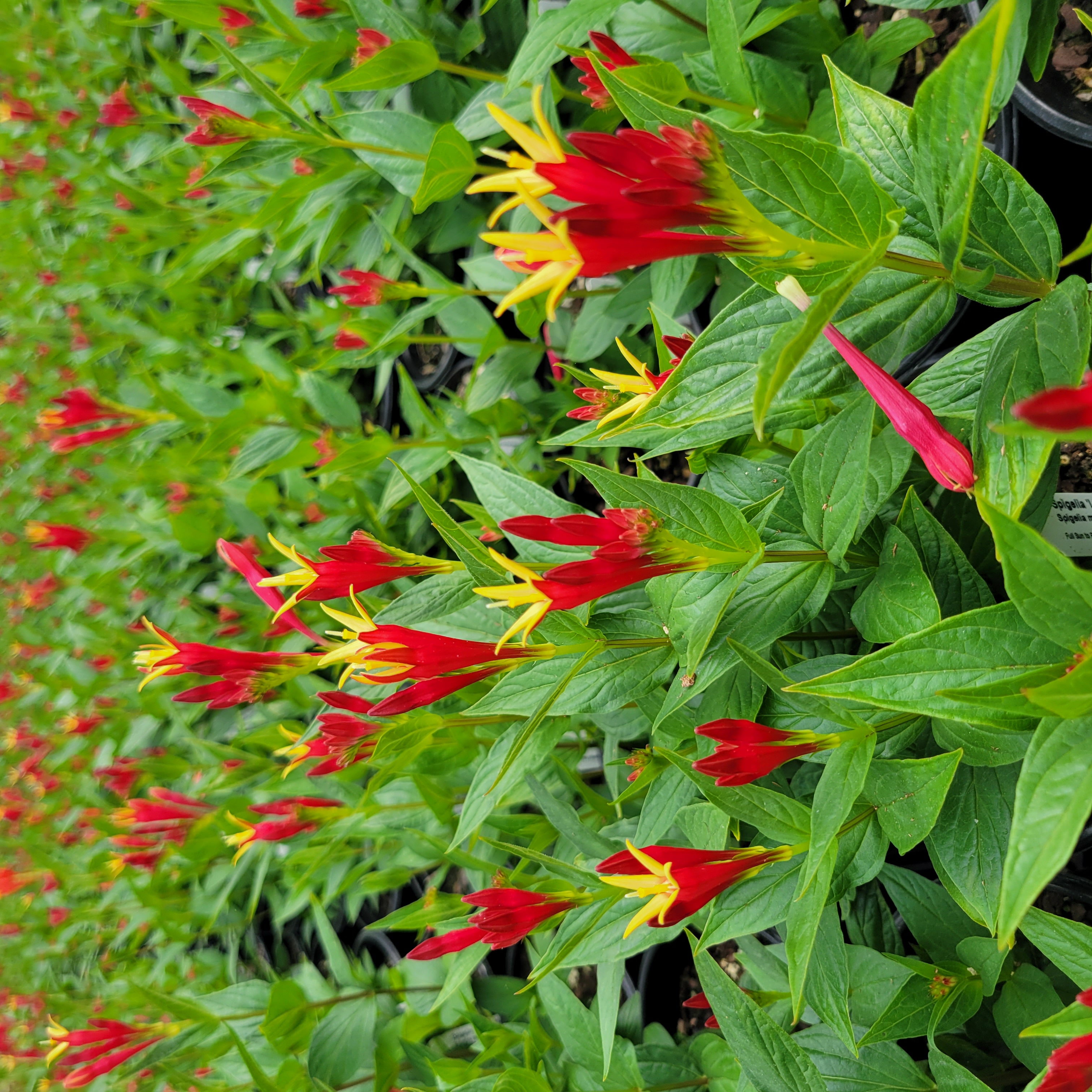 Spigelia marilandica 'Little Redhead' - Spigelia 'Little Redhead' from Plantworks Nursery