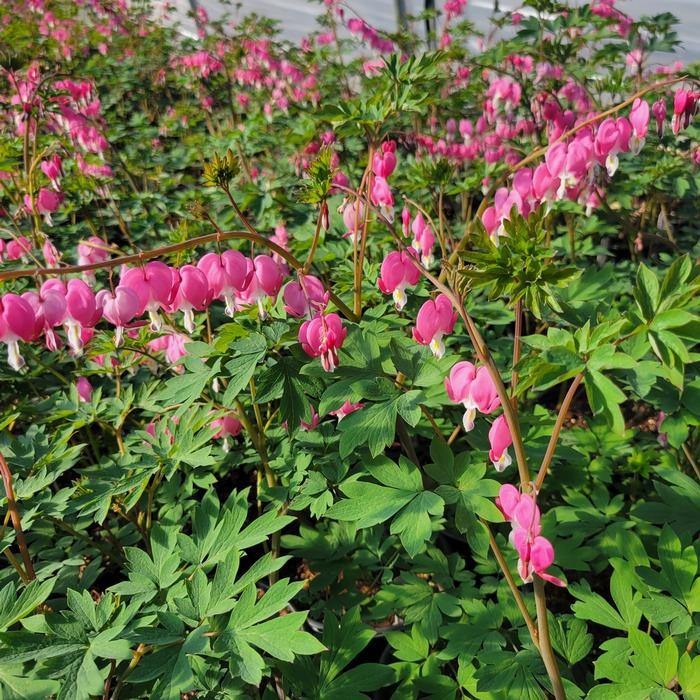 Dicentra spectabilis - from Plantworks Nursery