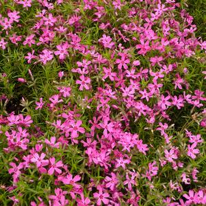 Phlox subulata 'Crimson Beauty'