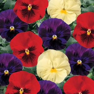 Viola x wittrockiana Delta Wine & Cheese Mix