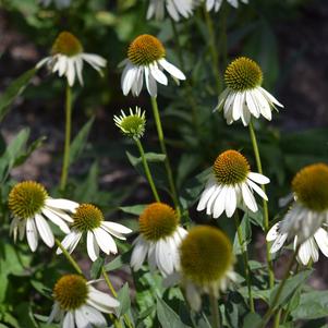 Echinacea x hybrida Balsomblanc