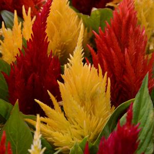 Celosia argentea Fresh Look Mix