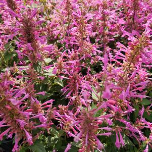 Agastache mexicana Balsumlilac