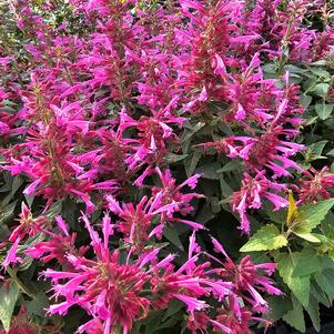 Agastache mexicana Balsumlmag