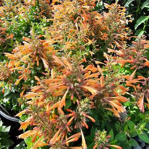 Agastache mexicana Balsumleac