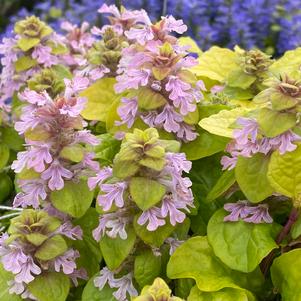 Ajuga tenorei Flashy Flamingo