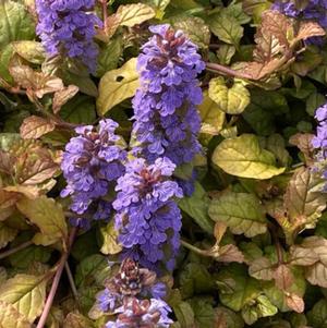 Ajuga tenorei Pleasant Pheasant