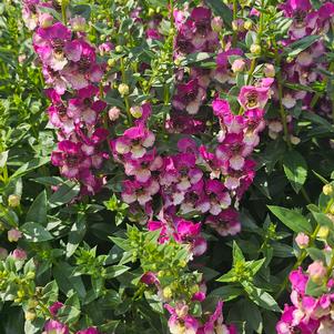 Angelonia angustifolia Baladaniob