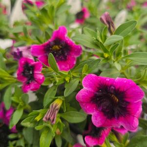 Calibrachoa hybrida BBCAL81801