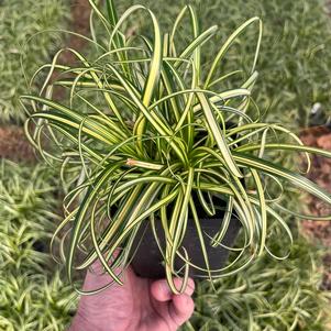 Carex x hybrida ET CRX904