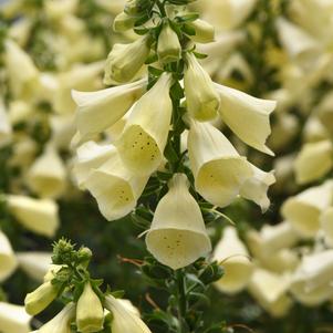 Digitalis hybrida Balroxleam
