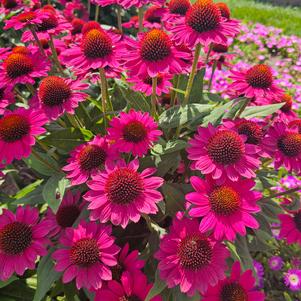 Echinacea x hybrida Balsomfand