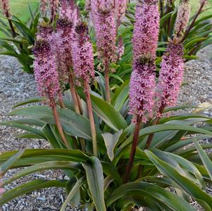 Eucomis x African Night