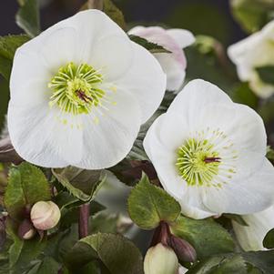 Helleborus glandorfensis COSEH 5500