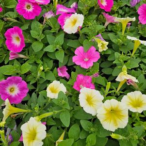 Petunia x hybrida 