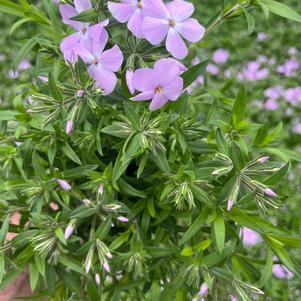 Phlox x hybrida 