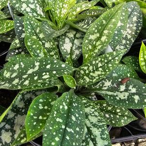 Pulmonaria x Twinkle Toes