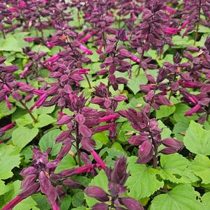 Salvia splendens PAS3292