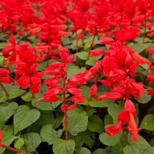 Salvia splendens PAS3285