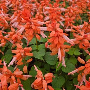 Salvia splendens PAS94671
