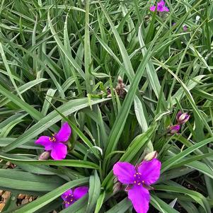 Tradescantia x Concord Grape