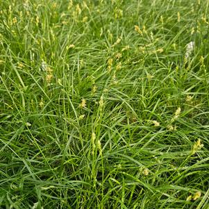 Carex texensis 