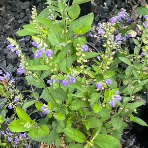 Scutellaria incana 