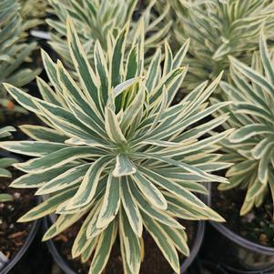 Euphorbia characias Tasmanian Tiger