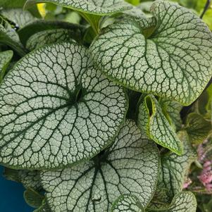 Brunnera macrophylla Balfroskin