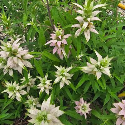 Monarda punctata 
